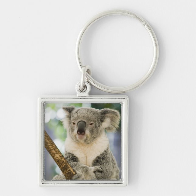 Porte-clés Australie, Queensland, Brisbane, Fig Tree (Devant)