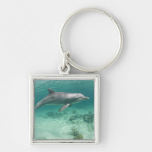 Porte-clés Bahamas, île de Grand Bahama, Freeport, Captive 6