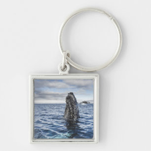 Porte-clés Baie d'espoir de Spyhops   de baleine de bosse,