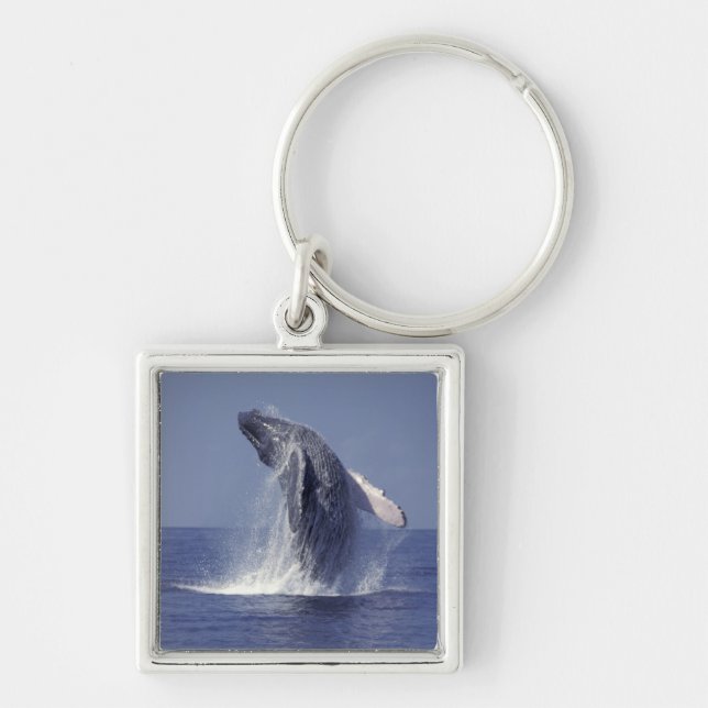Porte-clés Baleine à bosse faisant une cabriole (Megaptera (Devant)