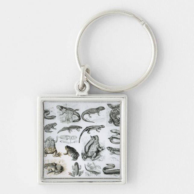 Porte-clés Batraciens et d'autres amphibiens (Devant)