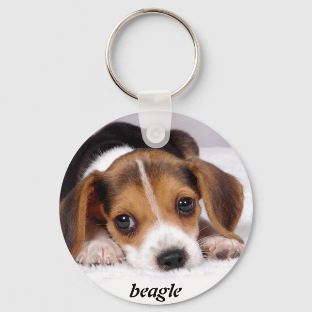Porte-clés beagle-chiots-papier peint-11.jpg, beagle (Recto)