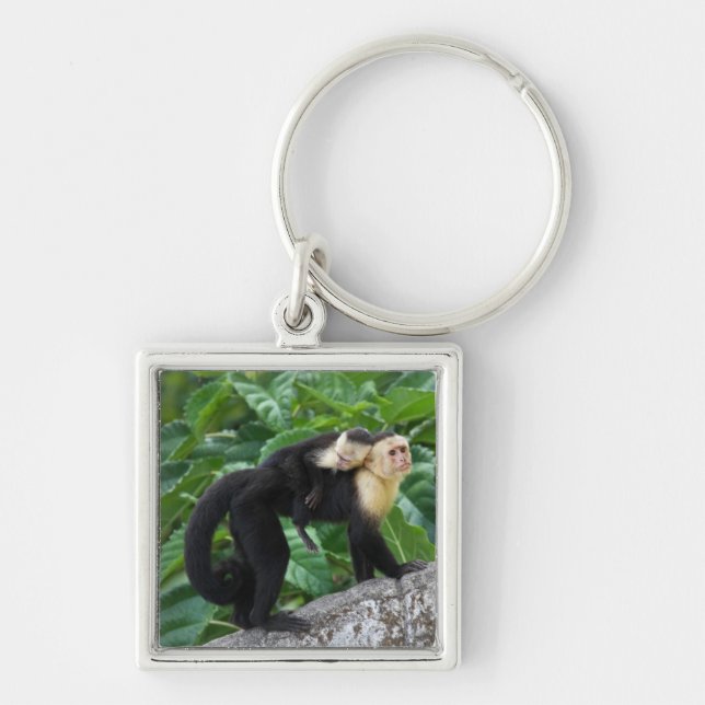 Porte-clés Bébé de transport de singe adulte de capucin sur (Devant)