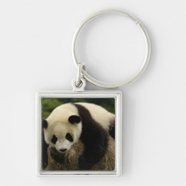 Porte-clés Bébé panda géant (Ailuropoda melanoleuca) (Devant)