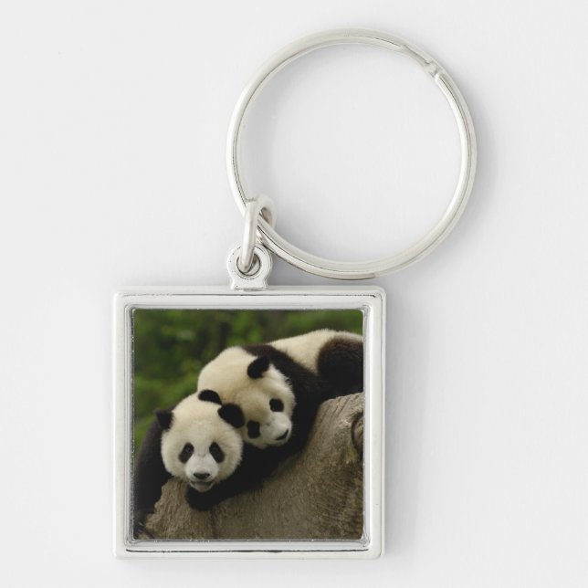 Porte-clés Bébés de panda géant Ailuropoda melanoleuca) (Devant)