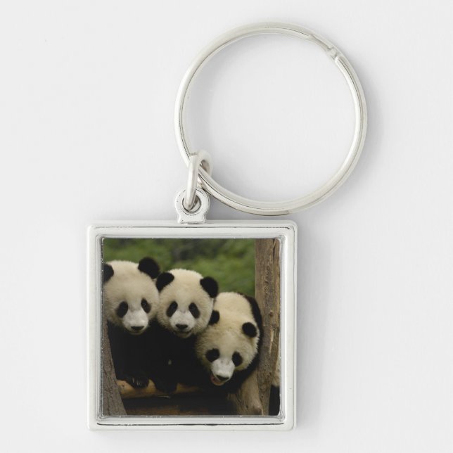 Porte-clés Bébés panda géant Ailuropoda melanoleuca) (Devant)