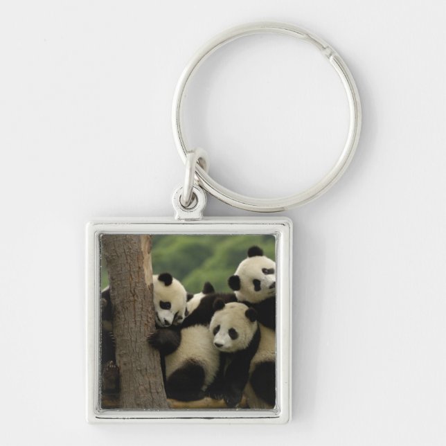 Porte-clés Bébés panda géant Ailuropoda melanoleuca) (Devant)