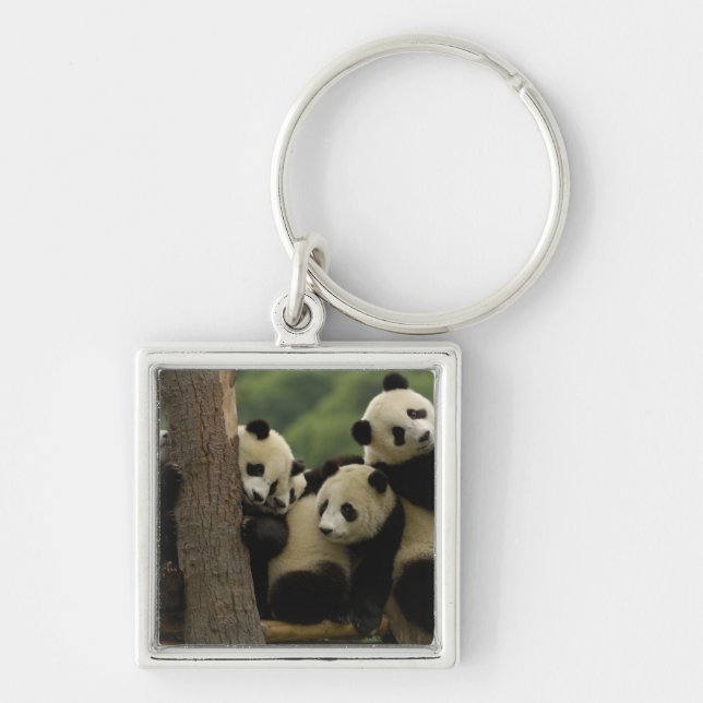 Porte-clés Bébés panda géant Ailuropoda melanoleuca) (Devant)