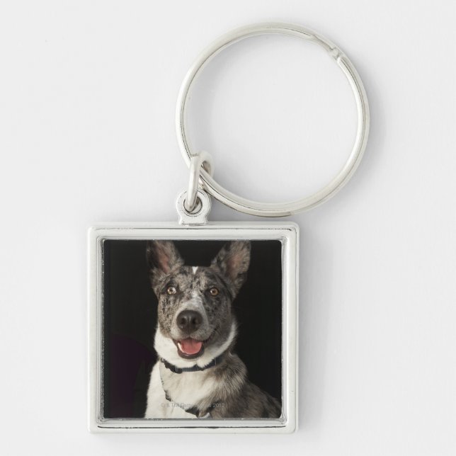 Porte-clés Berger australien gris et blanc avec le harnais (Devant)