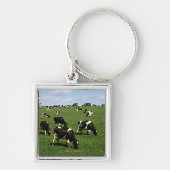 Porte-clés Bétail de frison du Holstein, Irlande (Devant)