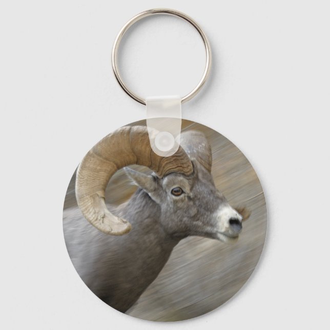 Porte-clés Bighorn du désert (Recto)
