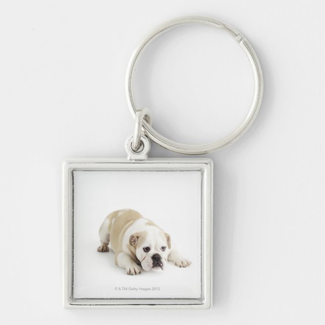 Porte-clés Blanc et bouledogue bronzage (Devant)