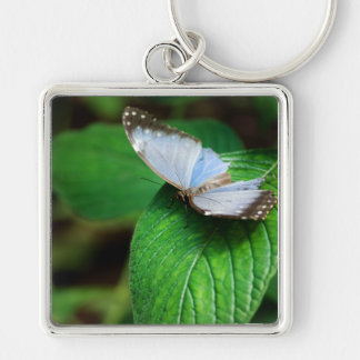 Porte-clés Blue Morpho 112 Porte - clé