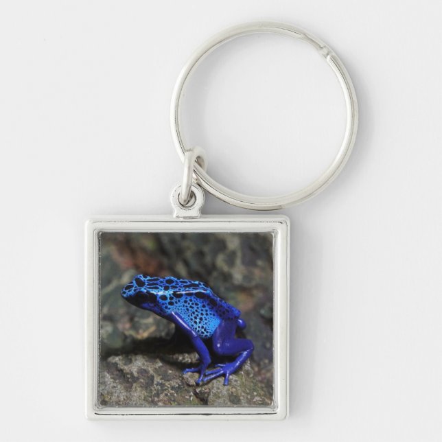 Porte-clés Blue Poison Dart Frog, Bright Blue Frog (Devant)