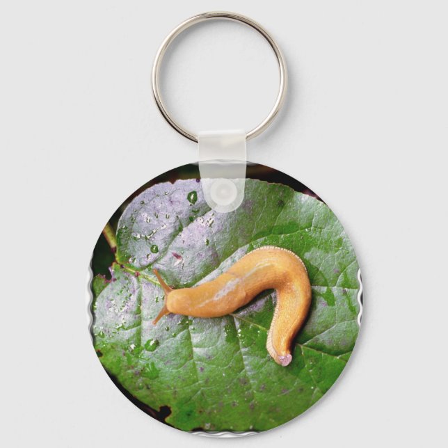Porte-clés Bouchon sur le Porte - clé feuille (Recto)