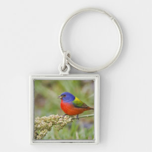 Porte-clés Bruant arc-en-ciel (Passerina ciris) mâle en train