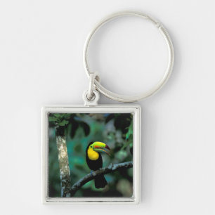 Porte-clés CA, Panama, Parc national de Souveraineté, Toucan