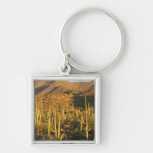 Porte-clés Cactus saguaro dans le parc national de Saguaro pr