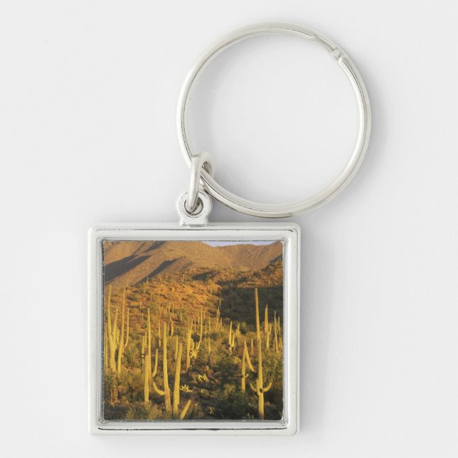 Porte-clés Cactus saguaro dans le parc national de Saguaro pr (Devant)