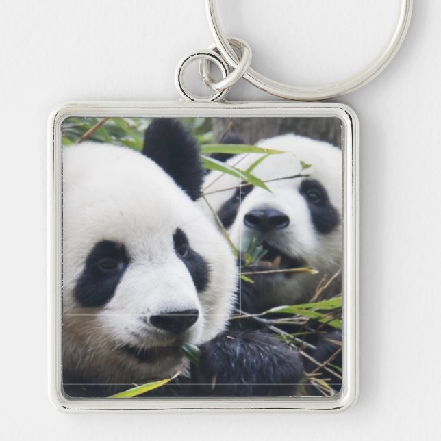 Porte-clés Câlins d'ours Panda (Devant)