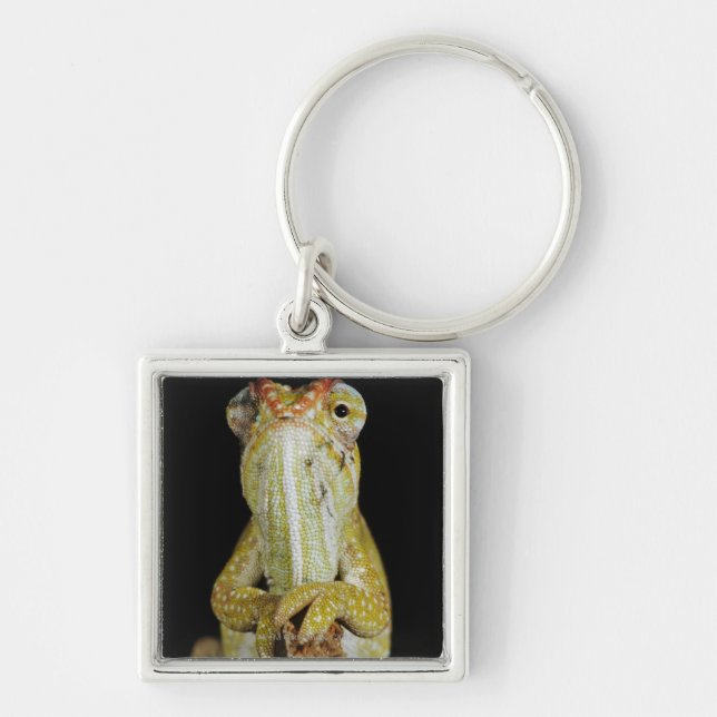 Porte-clés Caméléon orné de bijoux, ou caméléon de Campan (Devant)