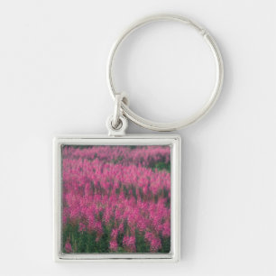 Porte-clés Canada, Québec, Gaspé. Fleurs de Lythrum pourpre,