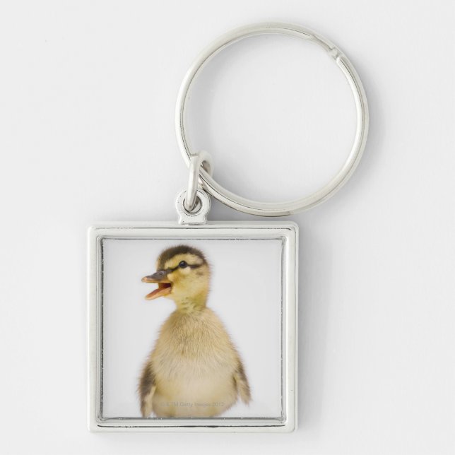 Porte-clés Caneton de Mallard (platyrhynchos d'ana) (Devant)