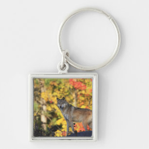 Porte-clés Canis lupus.order de loup gris : carnivorafamily