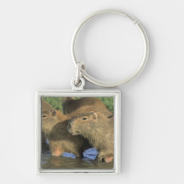 Porte-clés Capybara, Hydrochaeris hydrochaeris), monde (Devant)