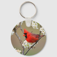 Cardinal rouge