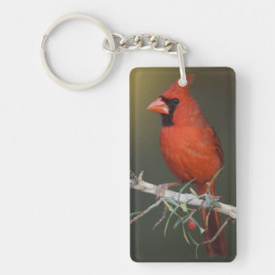 Porte-clés Cardinal rouge, Cardinalis cardinalis, mâle
