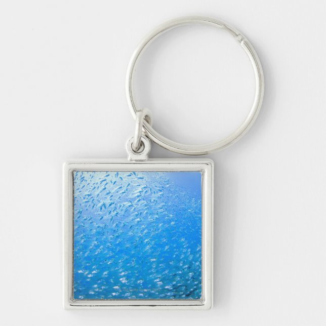 Porte-clés Cardinalfishes nageant sous l'eau (Devant)