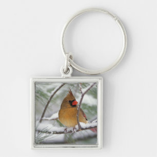Porte-clés Cardinalis femelle dans un pin enneigé,