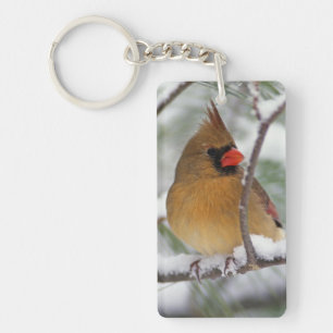 Porte-clés Cardinalis femelle dans un pin enneigé,