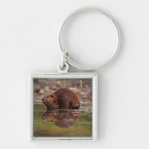 Porte-clés castor, Castor canadensis, va nager