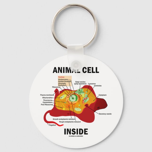 Porte-clés Cellule animale à l'intérieur (biologie cellulaire (Recto)