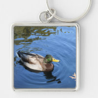 Central Park NYC Conservatoire Eau Mallard Canard