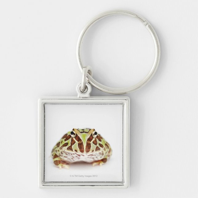 Porte-clés Ceratophrys Cranwelli, la grenouille à cornes de (Devant)