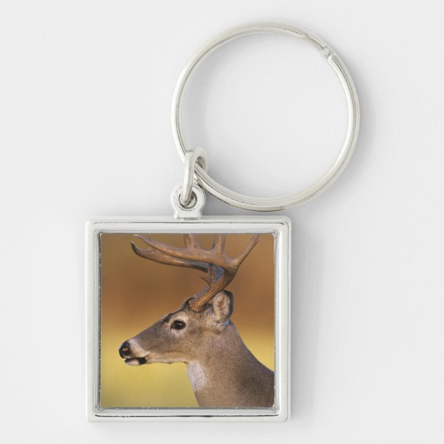 Porte-clés Cerf à queue blanche, Odocoileus virginianus, (Devant)