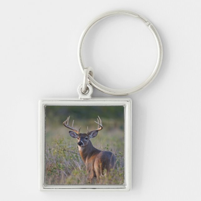 Porte-clés cerf de Virginie Odocoileus virginianus (Devant)