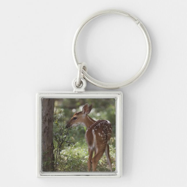 Porte-clés Cerf de Virginie, Odocoileus virginianus (Devant)