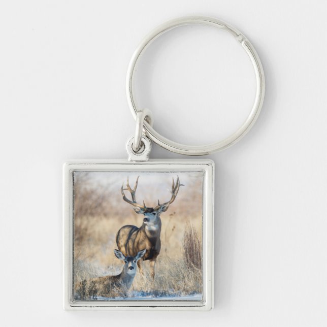 Porte-clés Cerf mulet mâle et femelle (Devant)