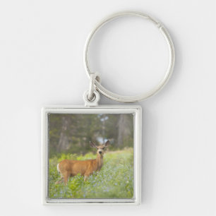 Porte-clés Cerfs communs de mule (hemionus d'Odocoileus) dans