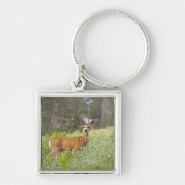 Porte-clés Cerfs communs de mule (hemionus d'Odocoileus) dans (Devant)