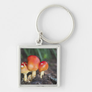 Porte-clés champignon de la famille Amanita