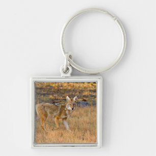 Porte-clés Chasse au Coyote (Canis Latrans)