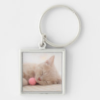 Chat britannique de Shorthair