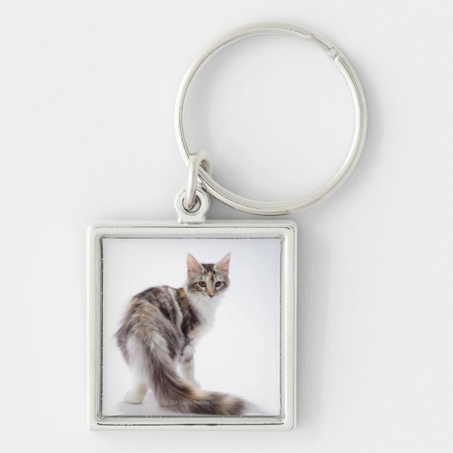Porte-clés Chat de ragondin du Maine (Devant)