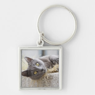 Porte-clés Chat gris se situant dans le pot, Olargues,