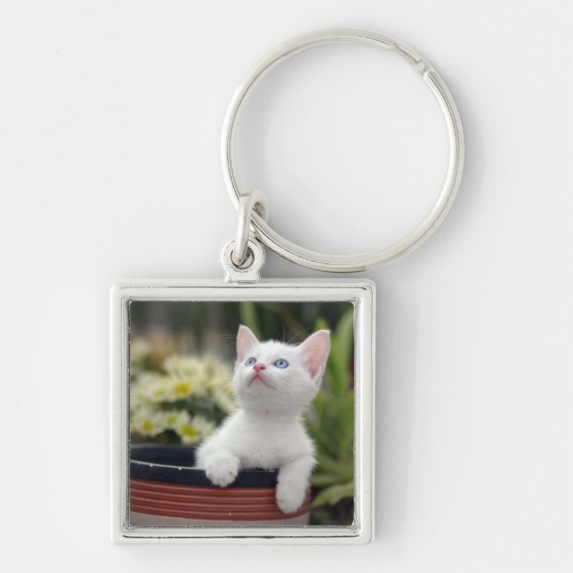 Porte-clés Chaton blanc turc (Devant)